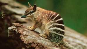 Nambat или лятната агроо